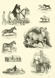 Pagina dal Museo Illustrato della Natura Animata