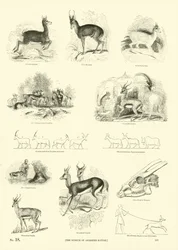 Pagina dal Museo Illustrato della Natura Animata