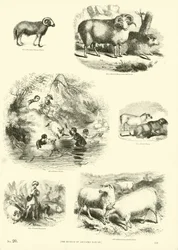 Pagina dal Museo Illustrato della Natura Animata
