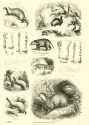 Pagina dal Museo Illustrato della Natura Animata