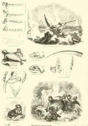Pagina dal Museo Illustrato della Natura Animata