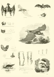 Pagina dal Museo Illustrato della Natura Animata