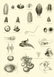 Pagina dal Museo Illustrato della Natura Animata