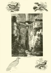 Pagina dal Museo Illustrato della Natura Animata