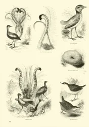 Pagina dal Museo Illustrato della Natura Animata
