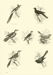 Pagina dal Museo Illustrato della Natura Animata