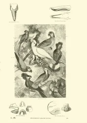 Pagina dal Museo Illustrato della Natura Animata
