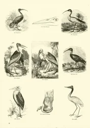 Pagina dal Museo Illustrato della Natura Animata