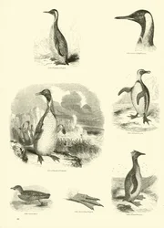 Pagina dal Museo Pittoresco della Natura Animata