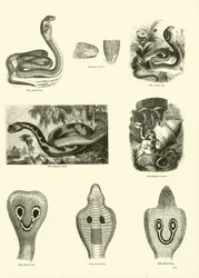 Pagina dal Museo Pittoresco della Natura Animata