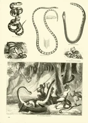 Pagina dal Museo Pittoresco della Natura Animata
