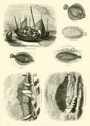 Pagina dal Museo Pittoresco della Natura Animata