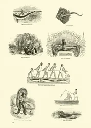 Pagina dal Museo Pittoresco della Natura Animata