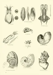 Pagina dal Museo Pittoresco della Natura Animata