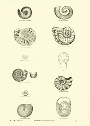 Pagina dal Museo Pittoresco della Natura Animata