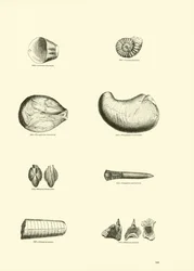 Pagina dal Museo Pittoresco della Natura Animata