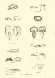 Pagina dal Museo Pittoresco della Natura Animata
