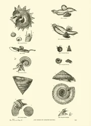Pagina dal Museo Pittoresco della Natura Animata