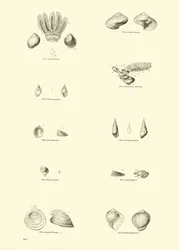 Pagina dal Museo Pittoresco della Natura Animata