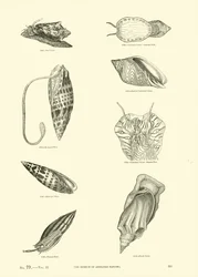 Pagina dal Museo Pittoresco della Natura Animata