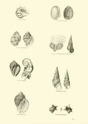 Pagina dal Museo Pittoresco della Natura Animata