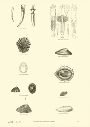 Pagina dal Museo Pittoresco della Natura Animata