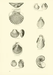 Pagina dal Museo Pittoresco della Natura Animata