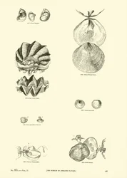 Pagina dal Museo Pittoresco della Natura Animata