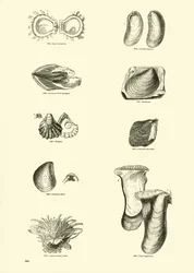 Pagina dal Museo Pittoresco della Natura Animata