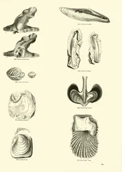 Pagina dal Museo Pittoresco della Natura Animata