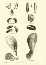 Pagina dal Museo Pittoresco della Natura Animata