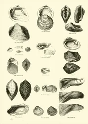Pagina dal Museo Pittoresco della Natura Animata