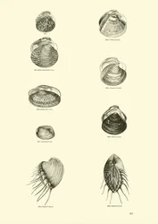 Pagina dal Museo Pittoresco della Natura Animata