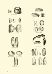 Pagina dal Museo Pittoresco della Natura Animata