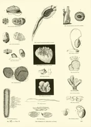 Pagina dal Museo Pittoresco della Natura Animata