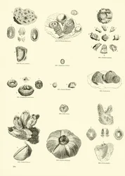 Pagina dal Museo Pittoresco della Natura Animata