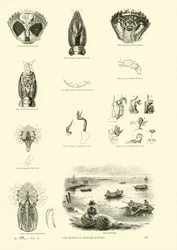 Pagina dal Museo Pittoresco della Natura Animata