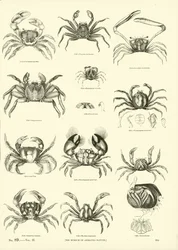 Pagina dal Museo Pittoresco della Natura Animata