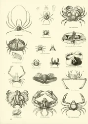 Pagina dal Museo Pittoresco della Natura Animata