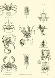 Pagina dal Museo Pittoresco della Natura Animata