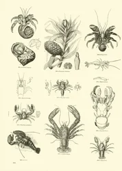 Pagina dal Museo Pittoresco della Natura Animata