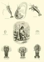 Pagina dal Museo Pittoresco della Natura Animata