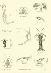Pagina dal Museo Pittoresco della Natura Animata