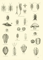 Pagina dal Museo Pittoresco della Natura Animata