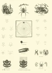 Pagina dal Museo Pittoresco della Natura Animata