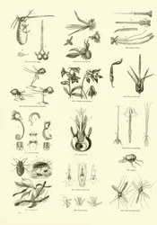 Pagina dal Museo Pittoresco della Natura Animata