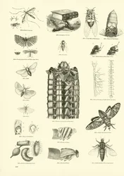 Pagina dal Museo Pittoresco della Natura Animata