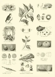 Pagina dal Museo Pittoresco della Natura Animata