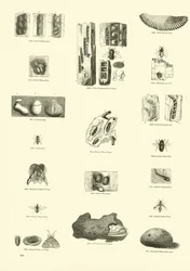 Pagina dal Museo Pittoresco della Natura Animata