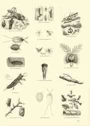 Pagina dal Museo Pittoresco della Natura Animata